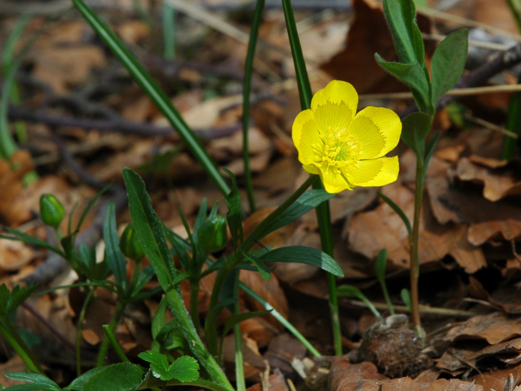 Ranunculus da identificare
